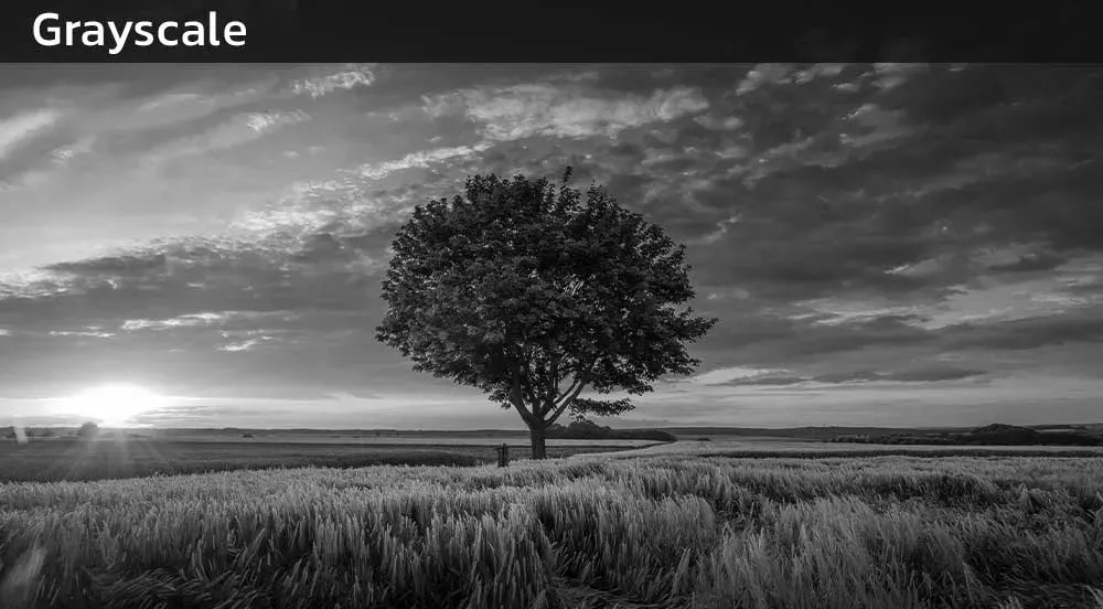 مد رنگی grayscale