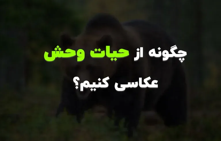 چگونه از حیات وحش عکاسی کنیم؟