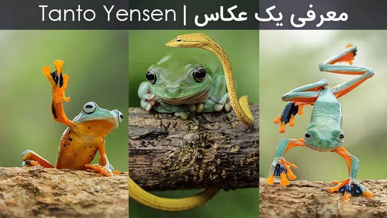 معرفی یک عکاس | Tanto Yensen