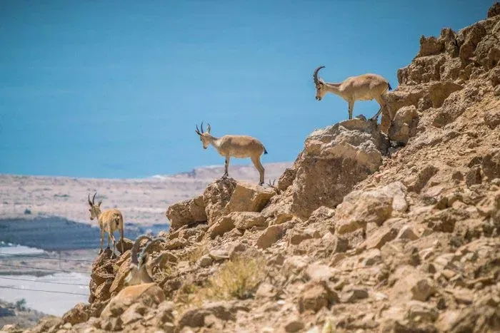 استفاده از این قانون در عکاسی از حیوانات