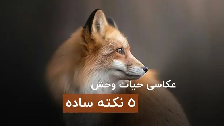5 نکته ساده برای عکاسی حیات‌ وحش