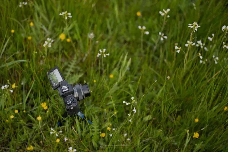 Canon EOS M50 Mark II یک انتخاب خوب برای عکاسی