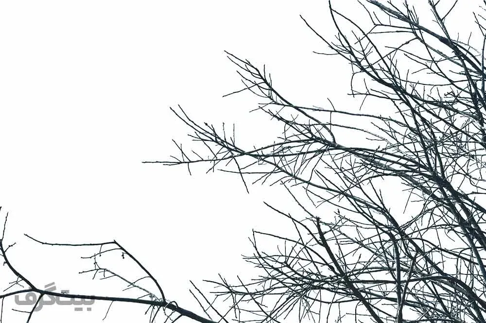 حذف بک گراند در سوژه های سخت مثل درخت