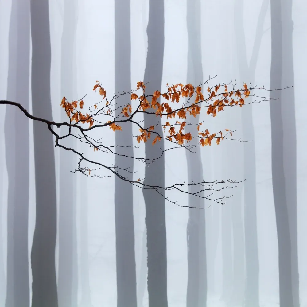 صبر برای زمستان عکس برتر Martin Rak