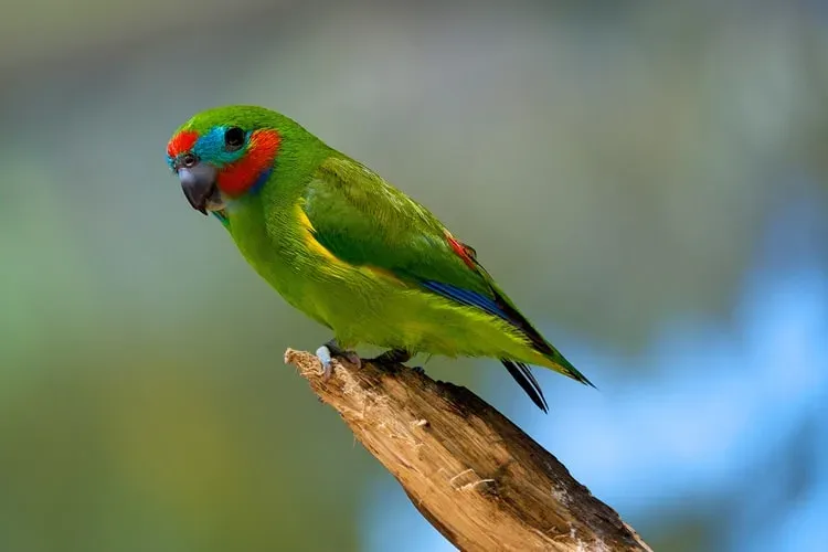 عکاسی حیات‌ وحش